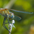 libellula